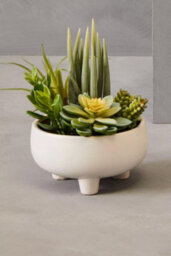 Orsina Fiori Mixed Succulents In Large Ceramic Pot Artificial Plant Foliage - thumbnail 9