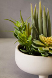 Orsina Fiori Mixed Succulents In Large Ceramic Pot Artificial Plant Foliage - thumbnail 8