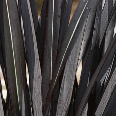 Marshalls Garden Phormium 'black Velvet' - Architectural New Zealand Flax With Purple-Black Evergreen Foliage, 3 X 9Cm - image 1