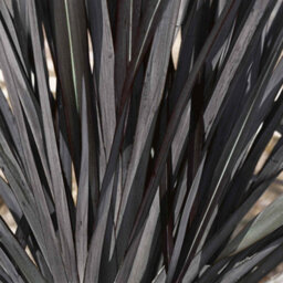 Marshalls Garden Phormium 'black Velvet' - Architectural New Zealand Flax With Purple-Black Evergreen Foliage, 3 X 9Cm - thumbnail 2