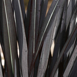 Marshalls Garden Phormium 'black Velvet' - Architectural New Zealand Flax With Purple-Black Evergreen Foliage, 3 X 9Cm