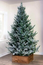 Christmas Tree World The 6Ft/180Cm Frosted Ultra Mountain Pine