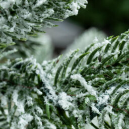 Christmas Tree World The 6Ft/180Cm Frosted Ultra Mountain Pine - thumbnail 6