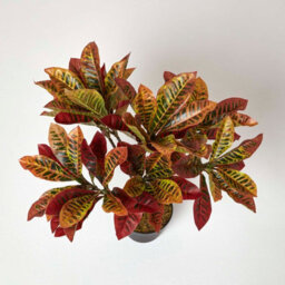 Homescapes Artificial Red Handcrafted 'rushfoil' Croton Plant With Pot, 65 Cm - thumbnail 2
