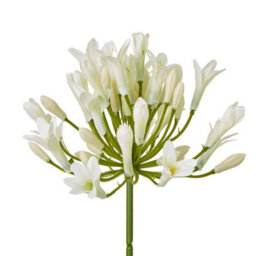 Wyld Haus Set Of 3 Cream Agapanthus Artificial Flower Sprays - thumbnail 2