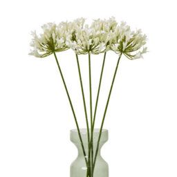 Wyld Haus Set Of 3 Cream Agapanthus Artificial Flower Sprays - thumbnail 3
