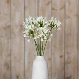 Wyld Haus Set Of 3 Cream Agapanthus Artificial Flower Sprays - thumbnail 4