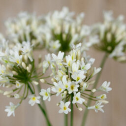 Wyld Haus Set Of 3 Cream Agapanthus Artificial Flower Sprays - thumbnail 5