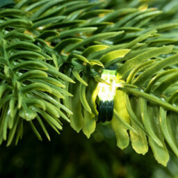 Christmas Tree World The 8Ft/240Cm Ultra-Lit Montagna Fir Tree With Micro Led Lights - thumbnail 6