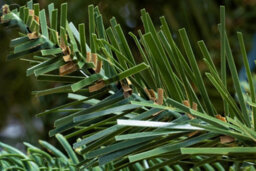Christmas Tree World The 7Ft Woodland Pine Tree With Hinged Branches - thumbnail 7