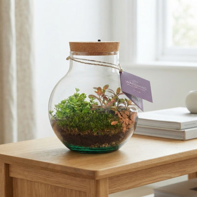 Venus Flytrap Terrarium With Rechargeable Led Light - 20Cm - image 1