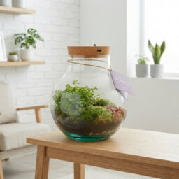 Venus Flytrap Terrarium With Rechargeable Led Light - 20Cm - thumbnail 5