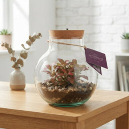 Venus Flytrap Terrarium With Rechargeable Led Light - 20Cm - thumbnail 6