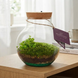 Venus Flytrap Terrarium With Rechargeable Led Light - 20Cm - thumbnail 7