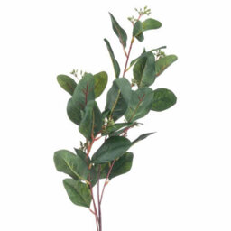 Summer                  Seeded                  Eucalyptus - thumbnail 1