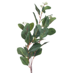 Summer                  Seeded                  Eucalyptus - thumbnail 3