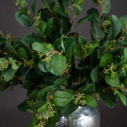 Summer                  Seeded                  Eucalyptus - thumbnail 2