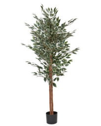 Wyld And Coco 167Cm Artificial Ficus Tree Green And Black With Cement Base - Indoor Decorative Plant - thumbnail 1