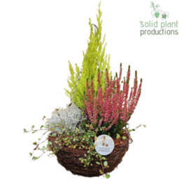 Salim Hanging Basket Arrangement - 26Cm Pot - thumbnail 2