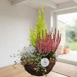 Salim Hanging Basket Arrangement - 26Cm Pot - thumbnail 1