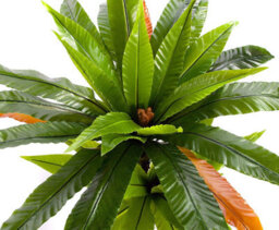 Best Artificial 120Cm 4Ft Birds Nest Fern Plant - thumbnail 7