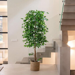 Maia Shop Artificial Ficus Tree 180 Cm For Home And Office Decoration - thumbnail 2