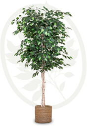 Maia Shop Artificial Ficus Tree 180 Cm For Home And Office Decoration - thumbnail 1