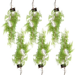6 X 100Cm Hanging Artificial Leaf Maidenhair Fern Plant Light Green - thumbnail 1