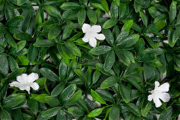 GreenBrokers Artificial Green Wall Hedge With Dark Leaf Foliage And White Flowers (Pack Of 4) -Uv Stable Vertical Garden - thumbnail 4