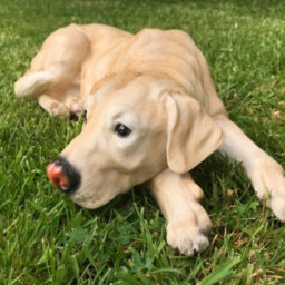 Animal Crackers Laying Golden Labrador Figurine, Large (44Cm Long) Realistic Home Or Garden Ornament Or Memorial - thumbnail 4