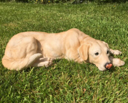 Animal Crackers Laying Golden Labrador Figurine, Large (44Cm Long) Realistic Home Or Garden Ornament Or Memorial