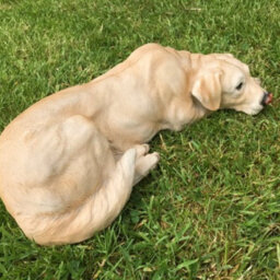 Animal Crackers Laying Golden Labrador Figurine, Large (44Cm Long) Realistic Home Or Garden Ornament Or Memorial - thumbnail 2