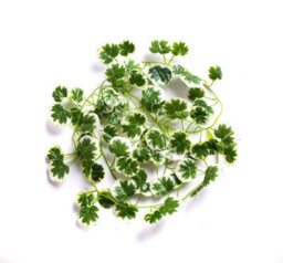 Best Artificial 7Ft - 210Cm Variegated Crab-Apple Ivy Garland String Strand Twine Decoration - Il04 - thumbnail 5