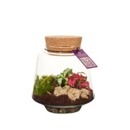 Small Mercury Terrarium With Led Light - 12Cm - thumbnail 9