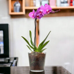 Urbn-Living Urbnliving 13Cm Height Clear Round Glass Straight Line Vase Flower Pot - thumbnail 2
