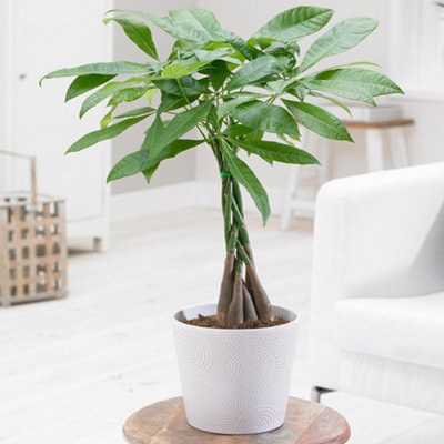 Gardeners Dream Pachira Aquatica Lucky Money Tree - Symbol Of Good Luck, Houseplant With Braided Trunk (25-35Cm Height Including Pot) - image 1