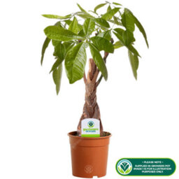 Gardeners Dream Pachira Aquatica Lucky Money Tree - Symbol Of Good Luck, Houseplant With Braided Trunk (25-35Cm Height Including Pot) - thumbnail 2
