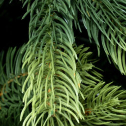 Christmas Tree World The 12Ft/360Cm Arbor Ultima Christmas Tree - thumbnail 5