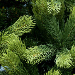 Christmas Tree World The 12Ft/360Cm Arbor Ultima Christmas Tree - thumbnail 4