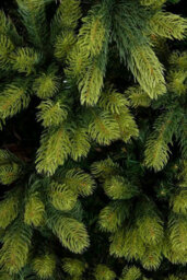 Christmas Tree World The 12Ft/360Cm Arbor Ultima Christmas Tree - thumbnail 8
