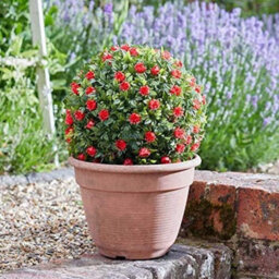 Smart Garden Marco Paul Hanging Artificial Flower Ball - Red Roses - thumbnail 7