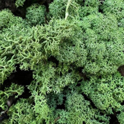 Carbeth Plants Dark Green Reindeer Moss 500G Box - Natural Preserved Moss For Crafts, Terrariums & Display - thumbnail 1