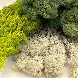 Carbeth Plants Dark Green Reindeer Moss 500G Box - Natural Preserved Moss For Crafts, Terrariums & Display - thumbnail 5