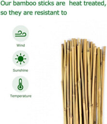 Prime Plus Bamboo Cane 3Ft (90Cm) Plant Support Pack Of 50 Garden ( 10 - 12mm) - thumbnail 5