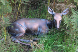 Inspirational Gifting Doe Laying Garden Sculpture Cast Aluminium Ornament - thumbnail 6