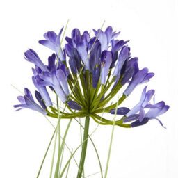 Hill Interiors Agapanthus Artificial Potted Plant Blue/green (One Size) - thumbnail 2