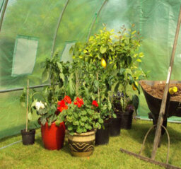 Crocodile Trading 8M X 3M (27' X 10' Approx) Pro+ Green Poly Tunnel - thumbnail 9