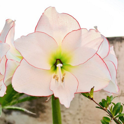 Yougarden Amaryllis 'picotee', 22 24 Bulb, White Red Indoor Winter Flowering Houseplant Gift - image 1