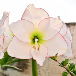 Yougarden Amaryllis 'picotee', 22 24 Bulb, White Red Indoor Winter Flowering Houseplant Gift - thumbnail 1