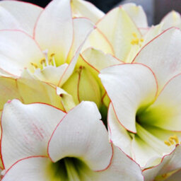Yougarden Amaryllis 'picotee', 22 24 Bulb, White Red Indoor Winter Flowering Houseplant Gift - thumbnail 3